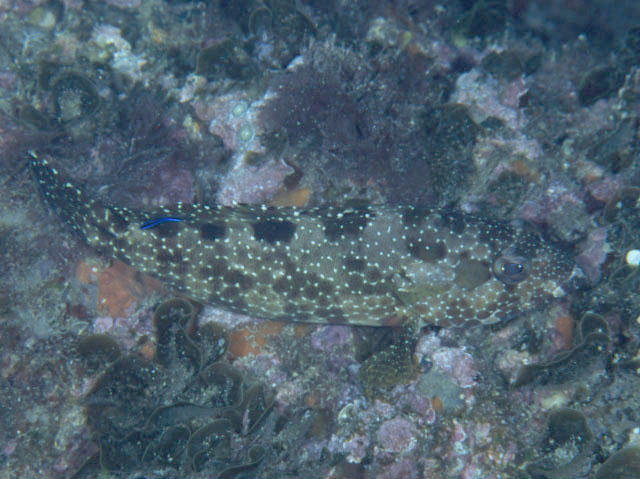 Epinephelus hexagonatus